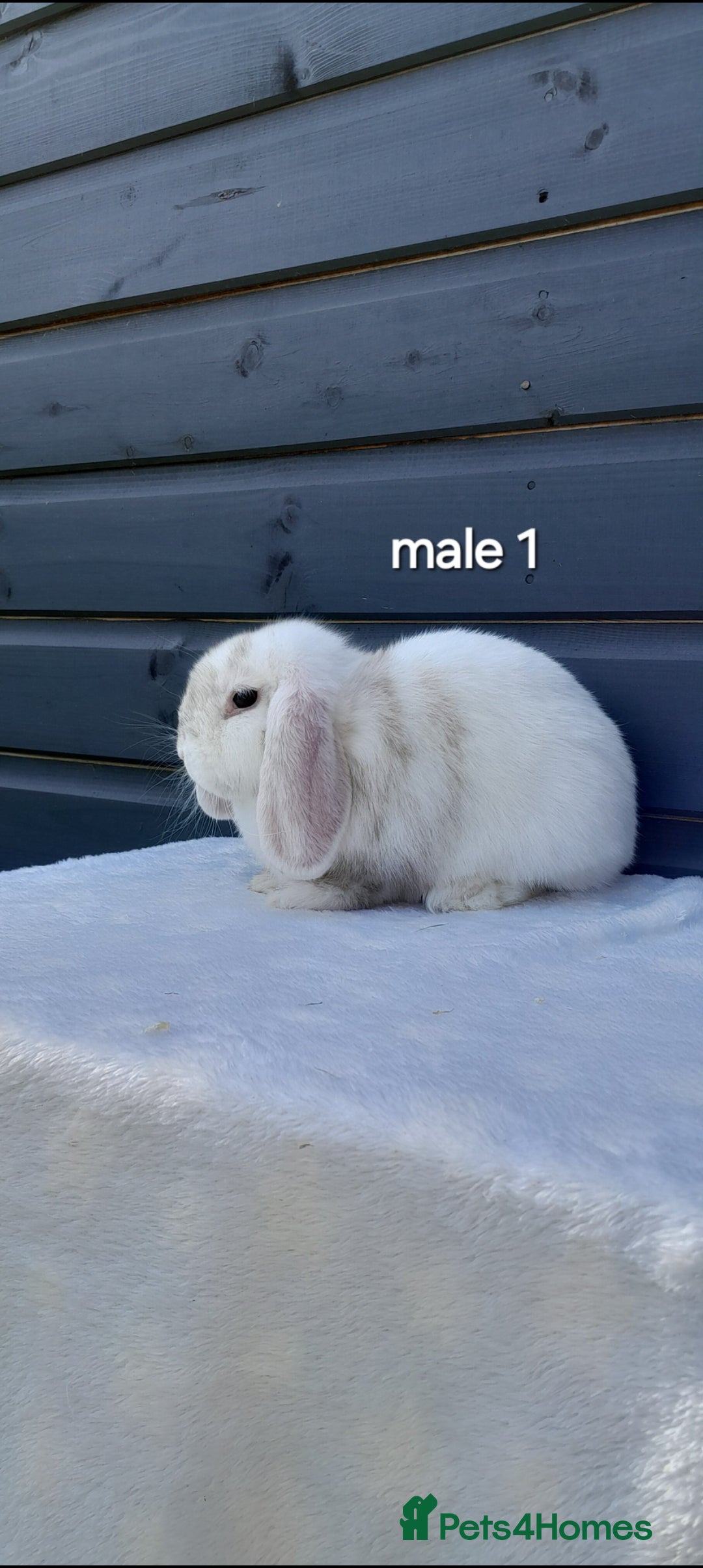 Mini Lop rabbits for sale: Gorgeous mini lop rabbits ready now  - Image 3
