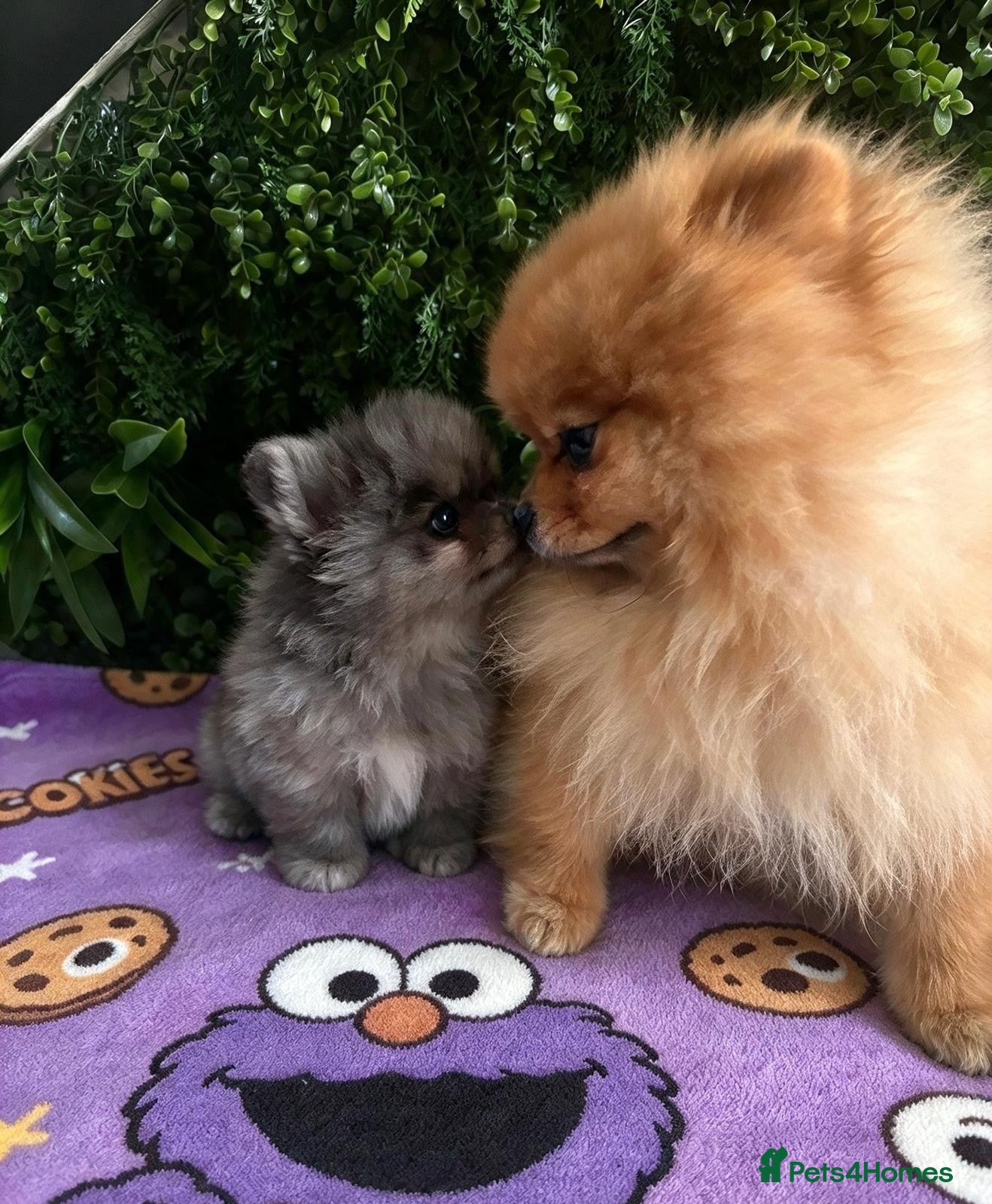 Pomeranian dogs 👀Ready ✨Four Mini Little Gems 💎🐾🐶✨💜🧡🩶🤎 - Advert 1
