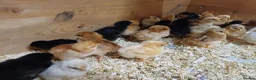 Chickens poultry for sale: Chicks for Sale Unsexed mixed breed in Crewe - Advert 3