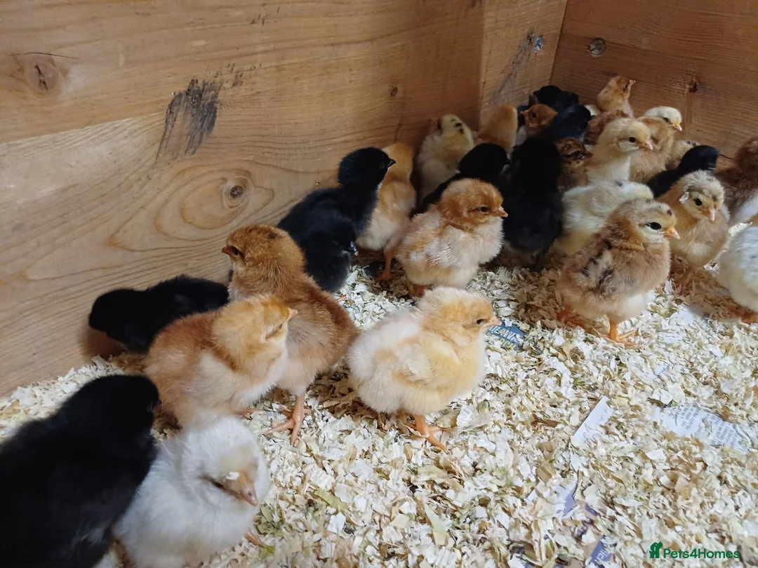 Chickens poultry for sale: Chicks for Sale Unsexed mixed breed in Crewe - Advert 3