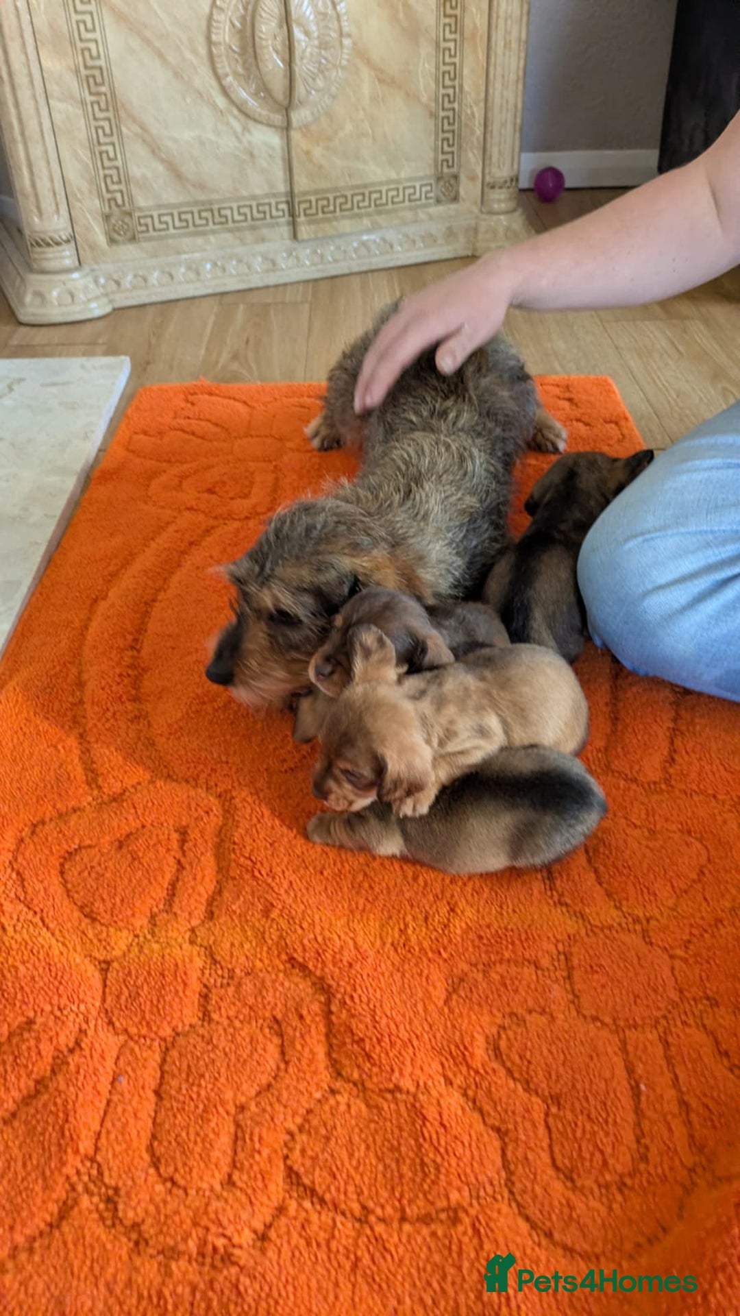 Mixed Breed dogs for sale: 3/4Dachshund X 1/4Jack  - Image 17