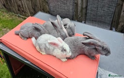 Continental Giant rabbits for sale: Merle colours  , rusian blue fur  - Image 15
