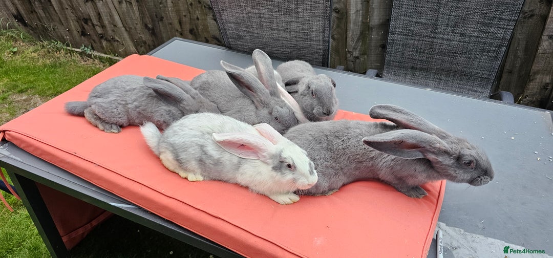 Continental Giant rabbits for sale: Merle colours  , rusian blue fur  - Image 15
