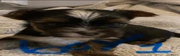 Mixed Breed dogs for sale: Biewer Yorkshire Terrier puppies  - Advert 3