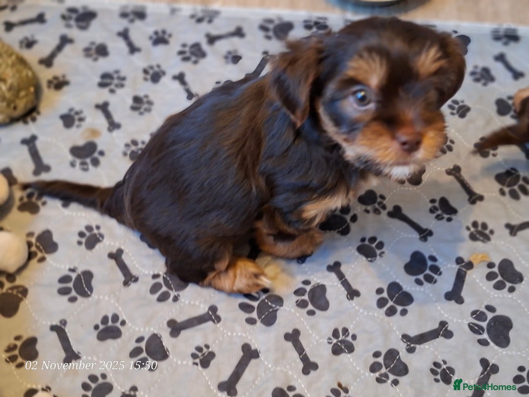 Yorkshire Terrier dogs for sale: Chocolate brown should territ - Image 5