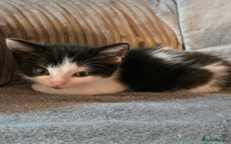 Mixed Breed cats for sale: 5 boys 3 black and white and 2 ginger and white - Image 5