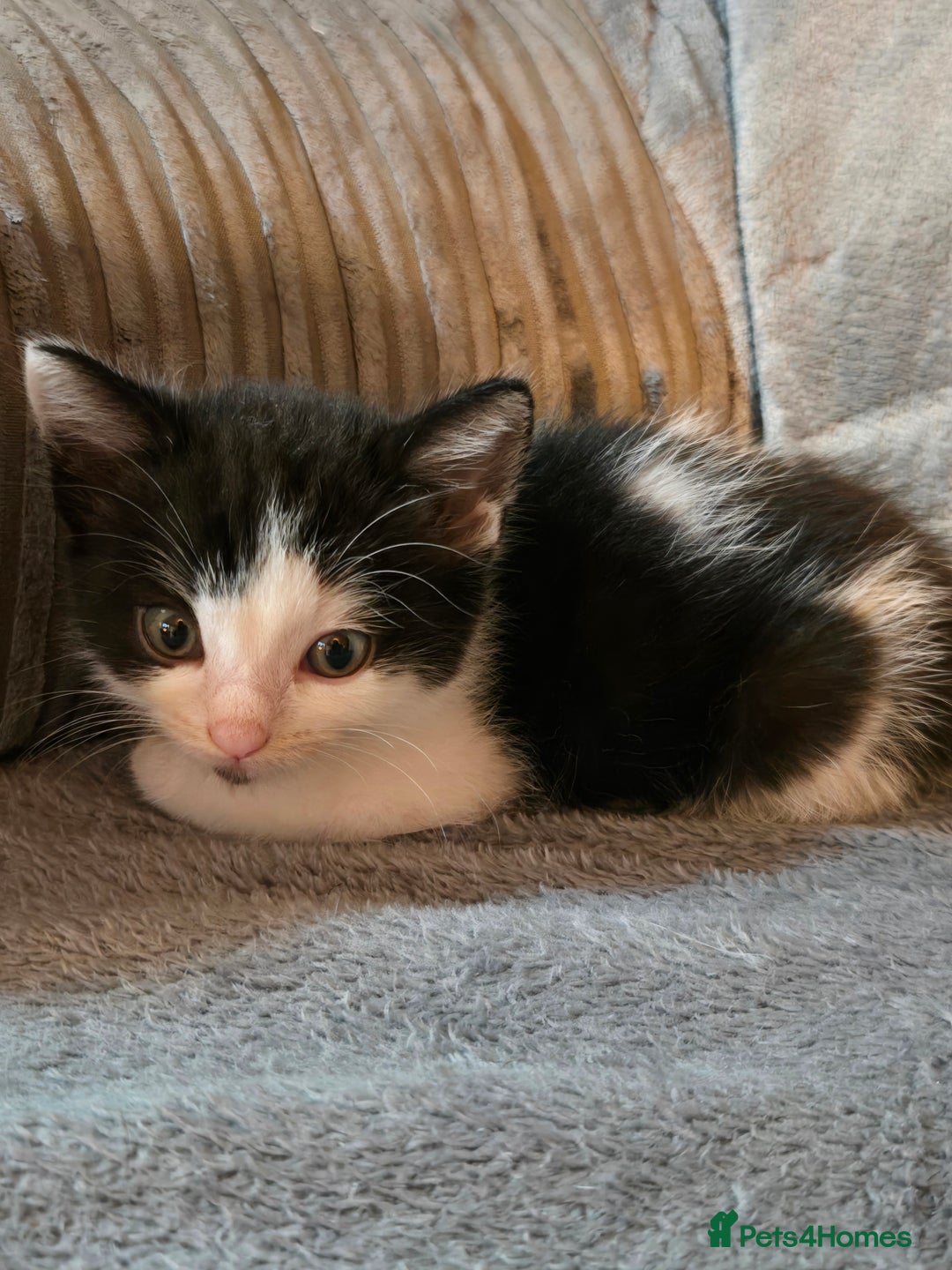 Mixed Breed cats for sale: 5 boys 3 black and white and 2 ginger and white - Image 5