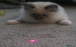 Ragdoll cats for sale: 2 beautiful litters of Ragdolls  - Image 34
