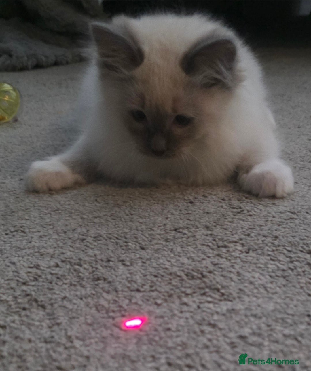 Ragdoll cats for sale: 2 beautiful litters of Ragdolls  - Image 34