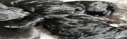 Bernedoodle dogs for sale: F2b midi Bernedoodle  - Advert 4