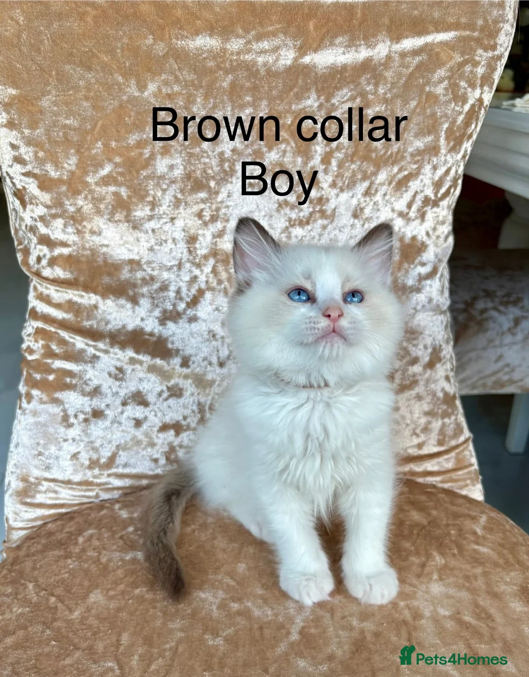 Ragdoll cats for sale: Beautiful ragdoll kittens  - Advert 1