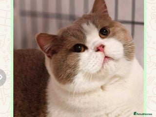 British Shorthair cats Bi colour British Shorthair from Champion lines - Advert 1