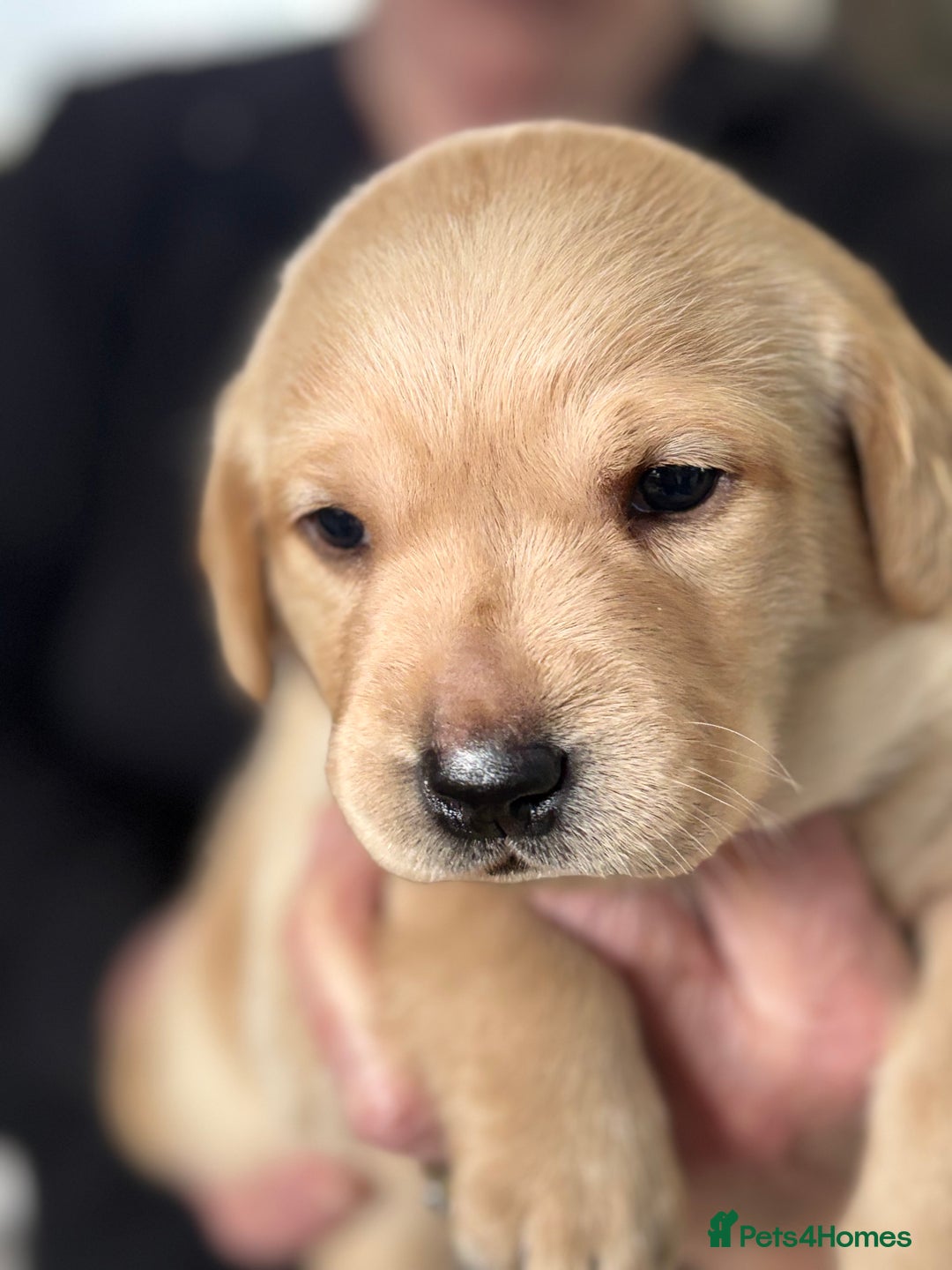 Labrador Retriever dogs for sale: HOME REARED KENNELCLUB REGISTERED LABRADOR PUPPIES - Advert 19