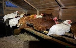 Chickens poultry for sale: Lovely Point of Lay Hybrid Hens - Image 6