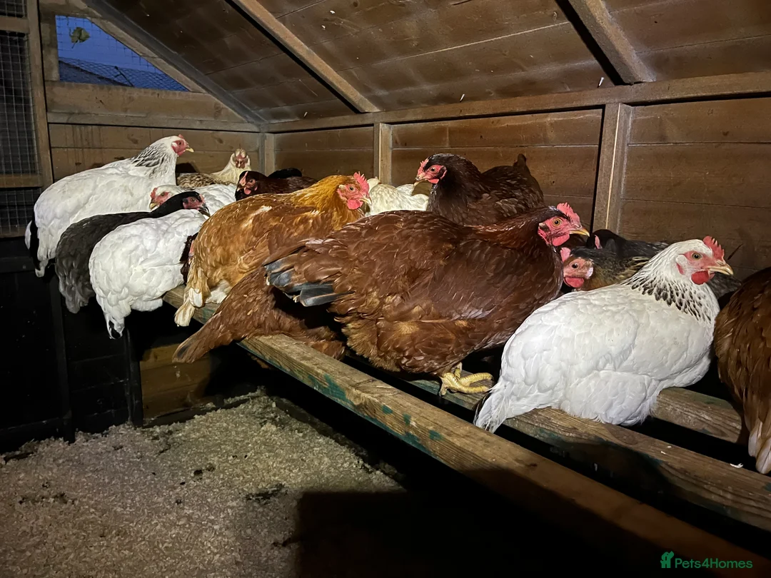 Chickens poultry for sale: Lovely Point of Lay Hybrid Hens - Advert 6