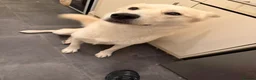Mixed Breed dogs for sale: Female husky cross breed  in Nottingham - Advert 3