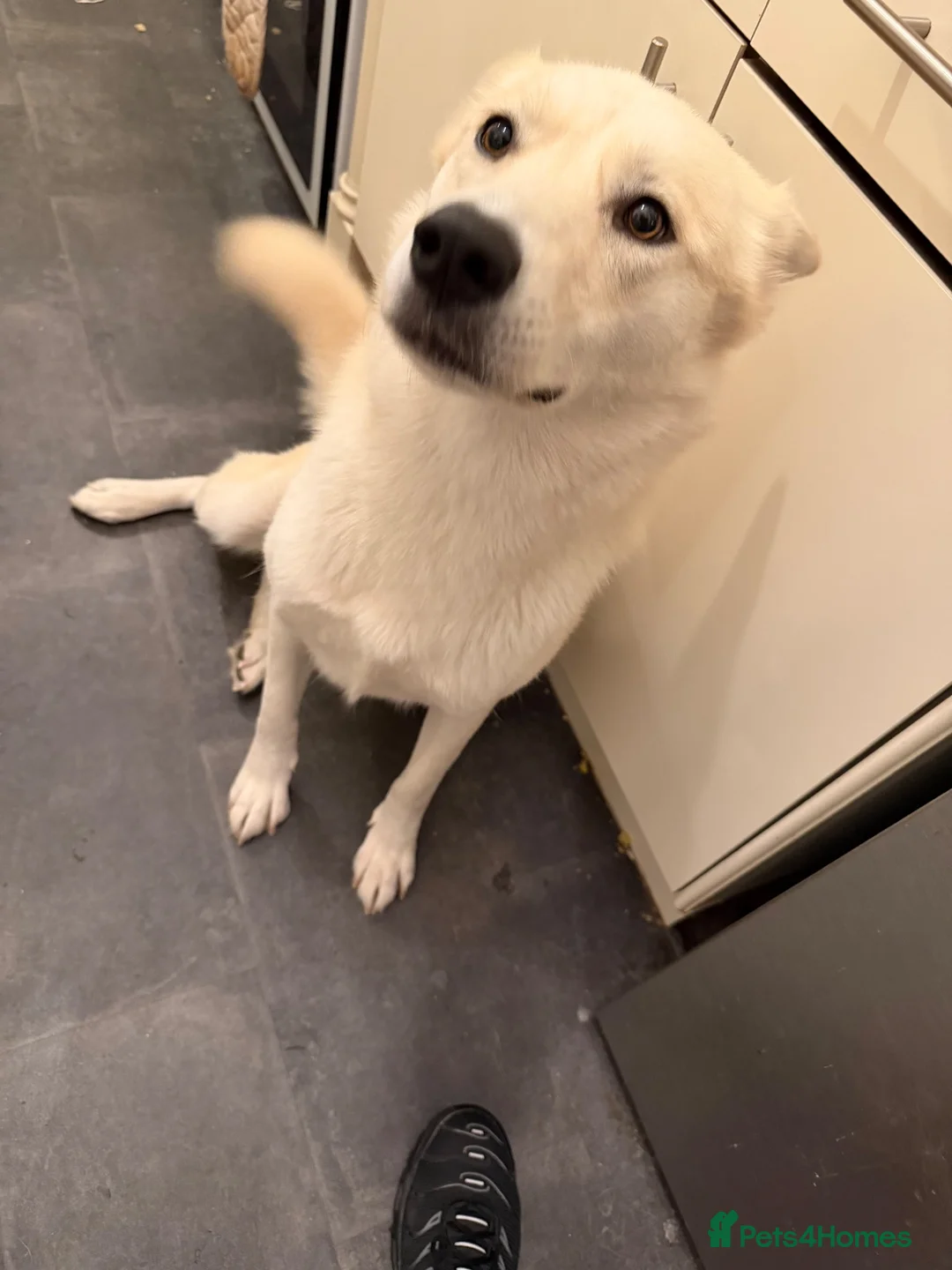 Mixed Breed dogs for sale: Female husky cross breed  in Nottingham - Advert 3