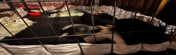 Sproodle dogs for sale: Sproodle puppies 🐶  - Advert 12