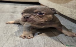 French Bulldog dogs for sale: Isabella & lilac & tan chunky frenchies - Advert 10
