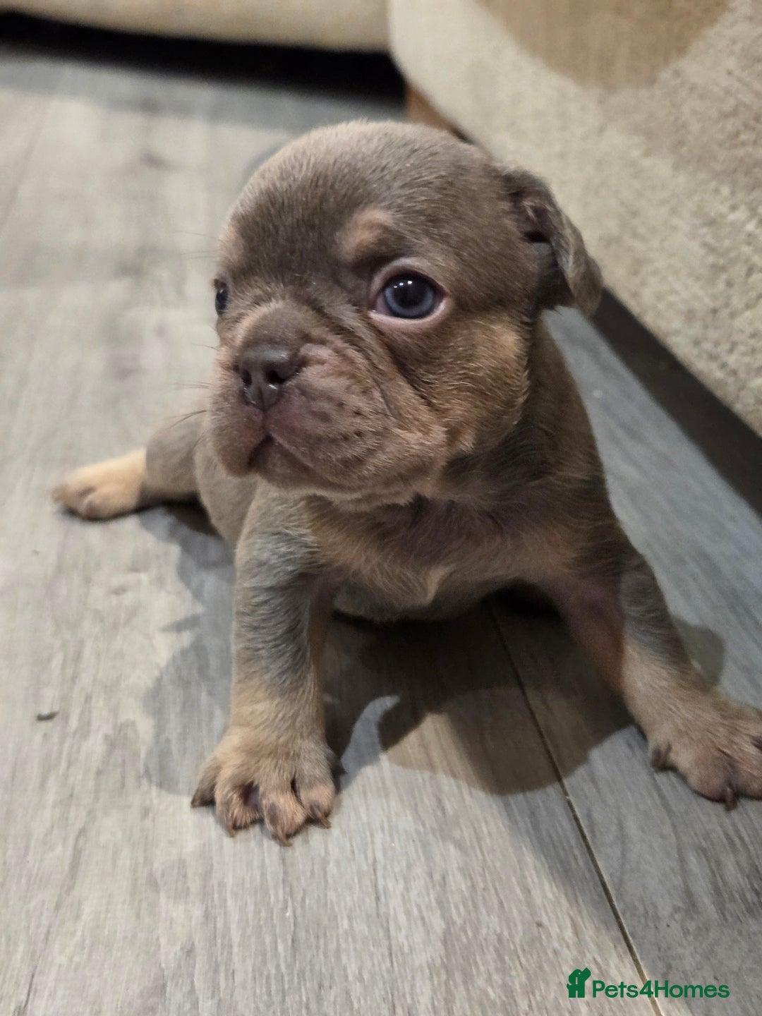French Bulldog dogs for sale: Isabella & lilac & tan chunky frenchies - Advert 10