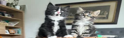Mixed Breed cats for sale: Maine Coon Mixed Kittens Tabby & Tuxedo Richmond - Advert 16