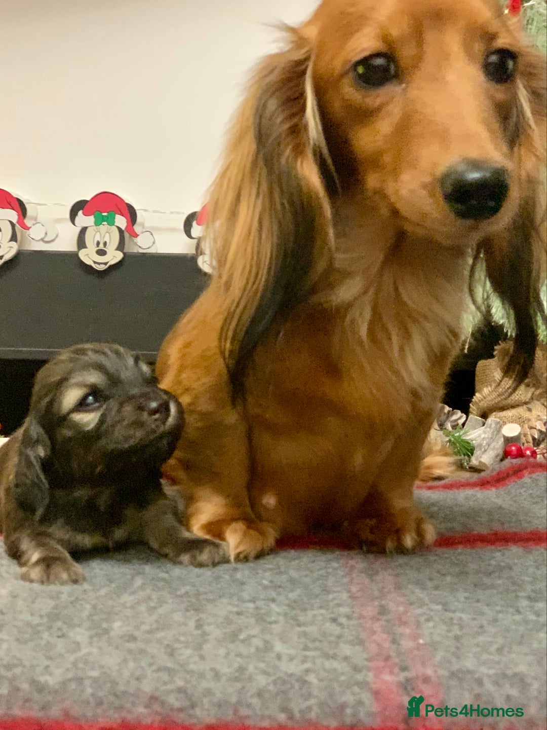 Miniature Dachshund dogs for sale: KC Registered true to type Longhaired mini’s - Advert 5