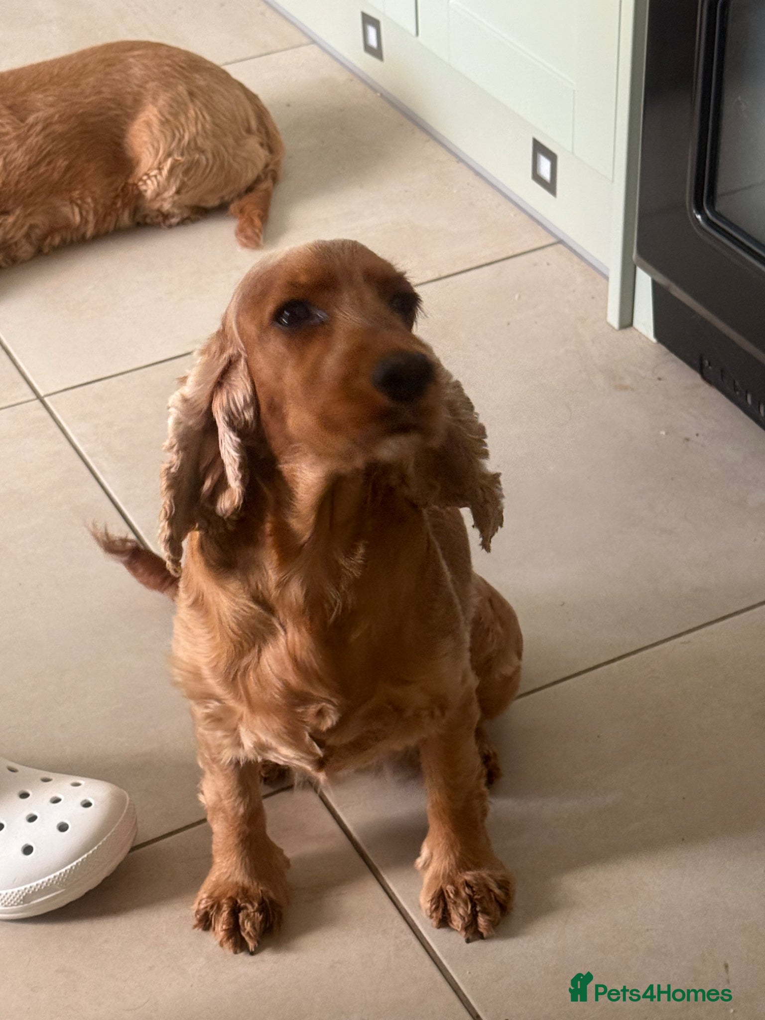 Cocker Spaniel dogs Cocker spaniel 4 yrs old  - Advert 1