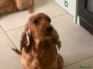 Cocker Spaniel dogs Cocker spaniel 4 yrs old - Advert 6