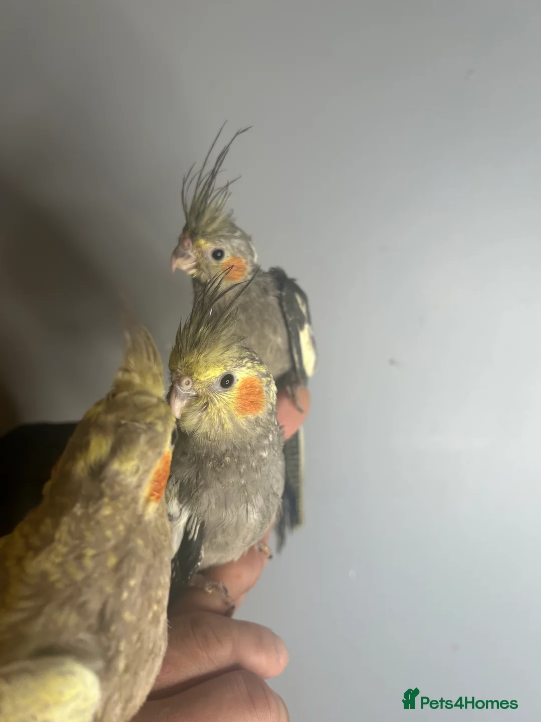 Cockatiels birds for sale: Hand Reared Stunning Baby Cockatiels  - Advert 4