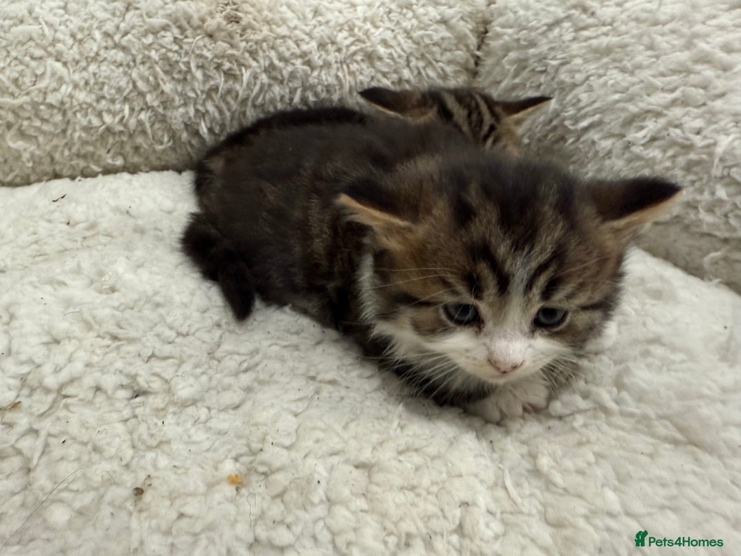 British Shorthair cats for sale: British short Hair  - Advert 5