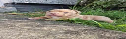 American Bully dogs for sale: Pocketbully puppy  - Advert 22
