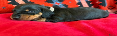 Miniature Dachshund Puppy 4