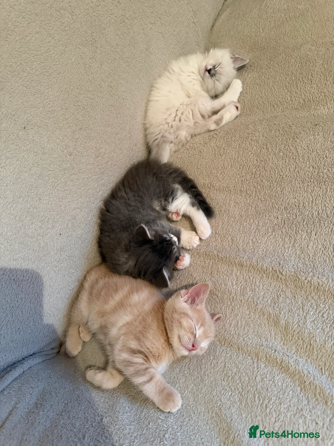 Ragdoll cats for sale: Ragdoll x BSH  - Advert 12