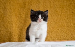 British Shorthair cats for sale: Stunning British Shorthair kittens - rare colours - Image 9