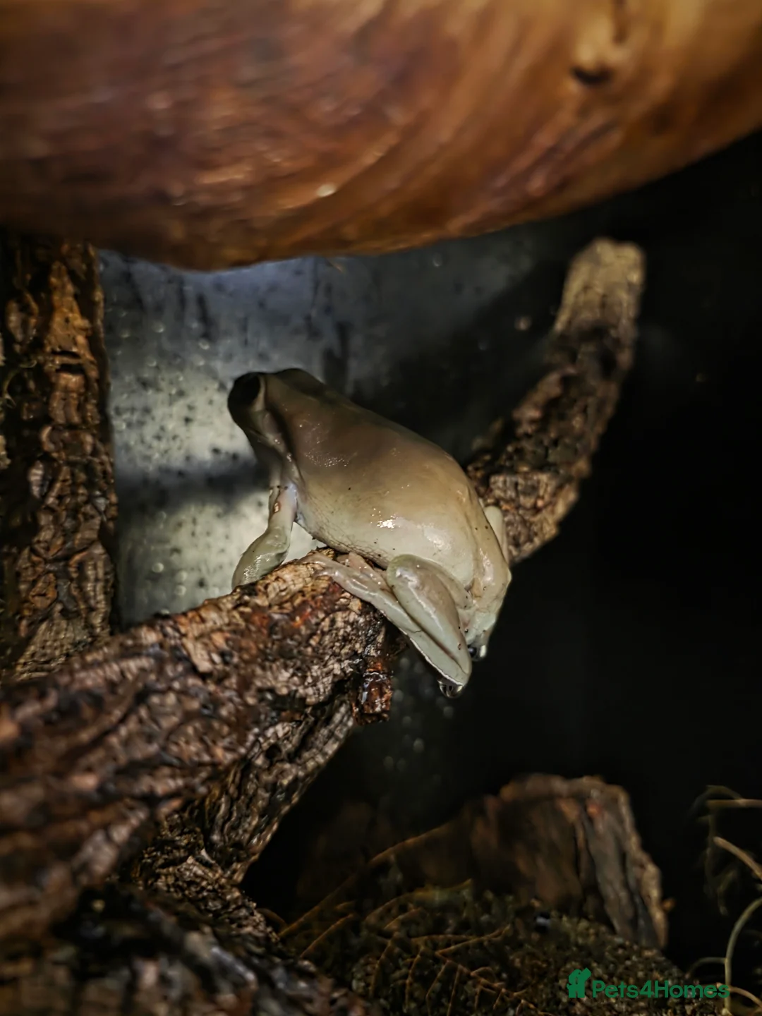 Frog reptiles for sale: Tree Frogs - Advert 6