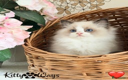 Ragdoll cats for sale: 🐾🩷*TICA REG* LYNX TABBY EU RAGDOLL KITTENS🩵🐾 - Image 22