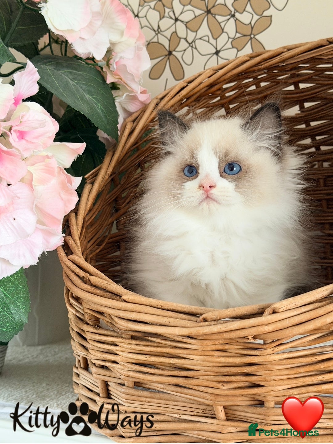 Ragdoll cats for sale: 🐾🩷*TICA REG* LYNX TABBY EU RAGDOLL KITTENS🩵🐾 - Image 22