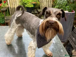 Poodle dogs Chocolate /White Miniature Schnauzer STUD BVA +MAC in Coventry - Advert 3