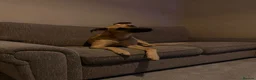 Mixed Breed dogs for sale: Lurcher x deerhound in Skelmersdale - Advert 2