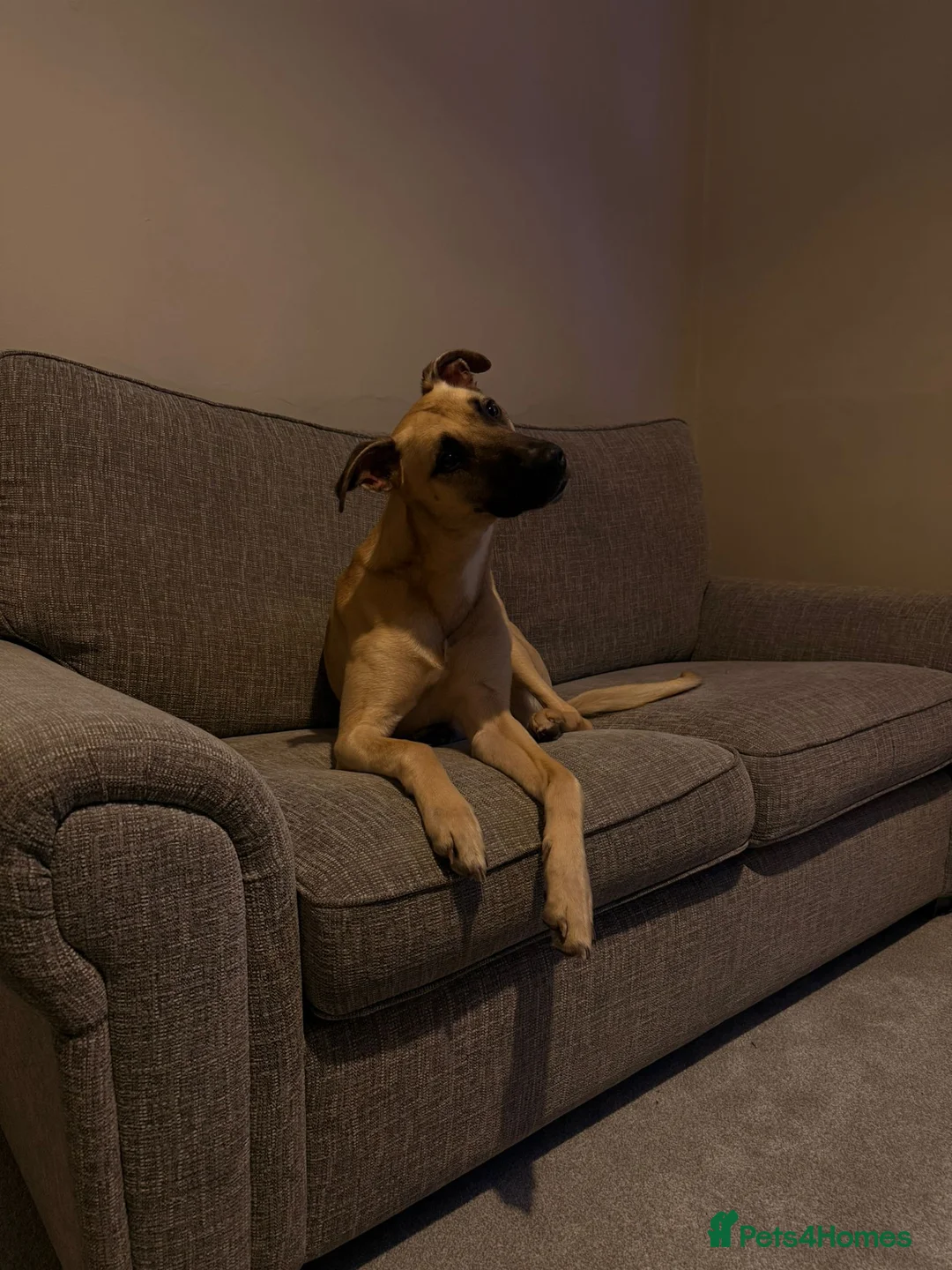 Mixed Breed dogs for sale: Lurcher x deerhound in Skelmersdale - Advert 2