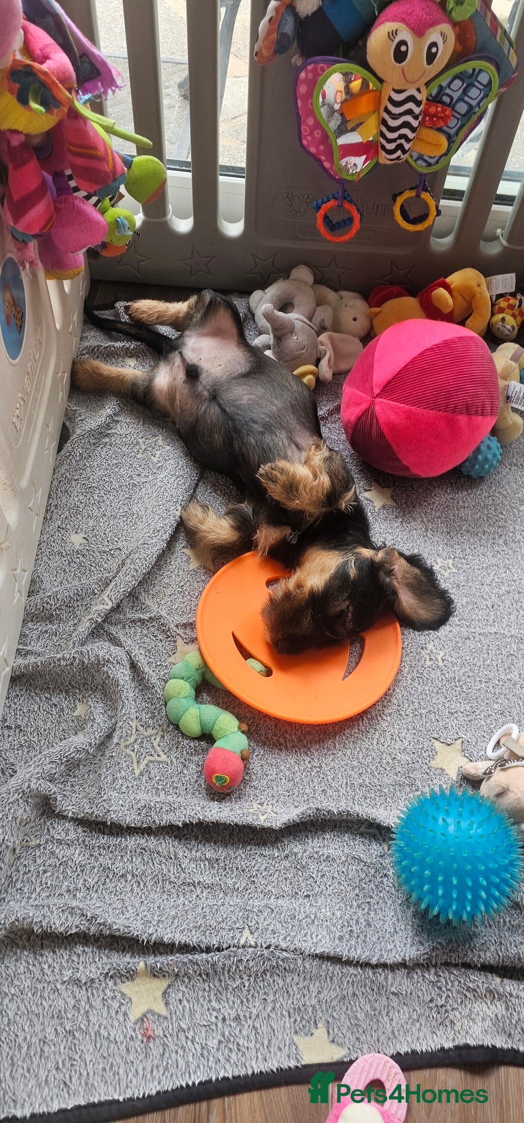 Dachshund dogs for sale: Outstanding Standard Wire haired Dachshund puppies - Image 16