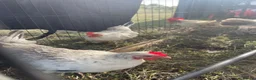 Chickens poultry for sale: 5 Serama hens & cock, perfect set up in Tilbury - Advert 3