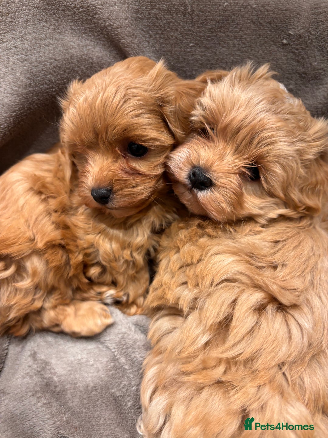 Maltipoo dogs for sale: TINY F1 Fully health tested Girls - Advert 4