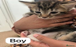 Mixed Breed cats for sale: Litter of 6 beautiful kittens - Image 9