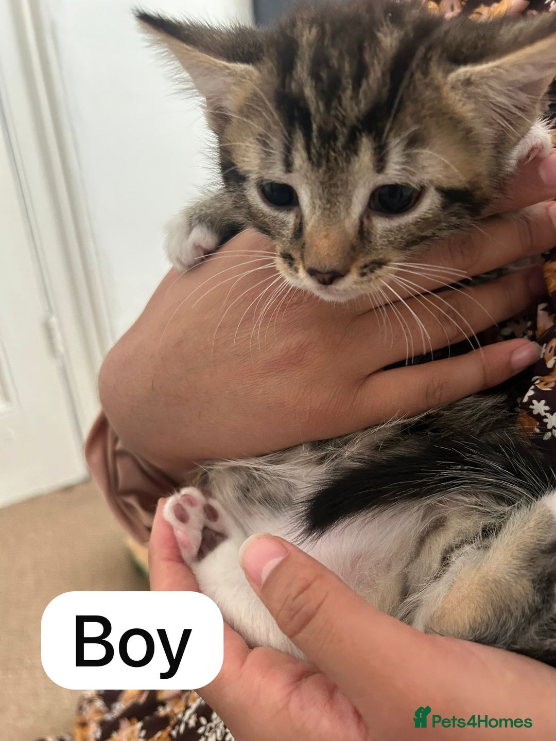 Mixed Breed cats for sale: Litter of 6 beautiful kittens - Image 9