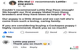 Cockapoo dogs for sale: Miniature Cockapoo Multi Generation  in Darwen - Image 34