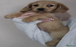 Miniature Dachshund dogs for sale: Longhair miniature Duchshund 🩵1boy 1girl left🩷 - Advert 18