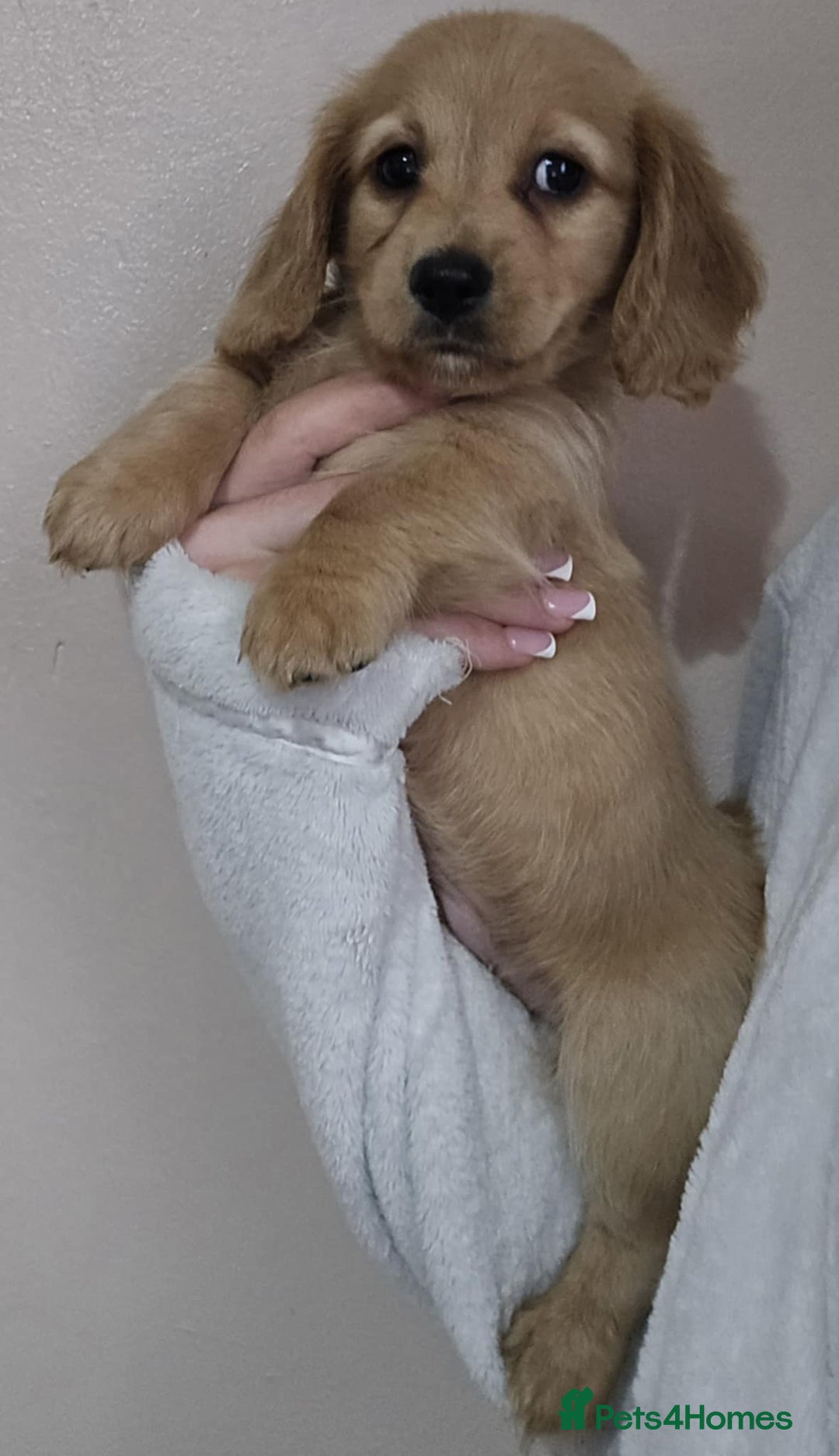 Miniature Dachshund dogs for sale: Longhair miniature Duchshund 🩵1boy 1girl left🩷 - Advert 18