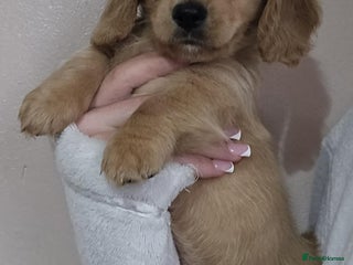 Miniature Dachshund dogs - Advert 3