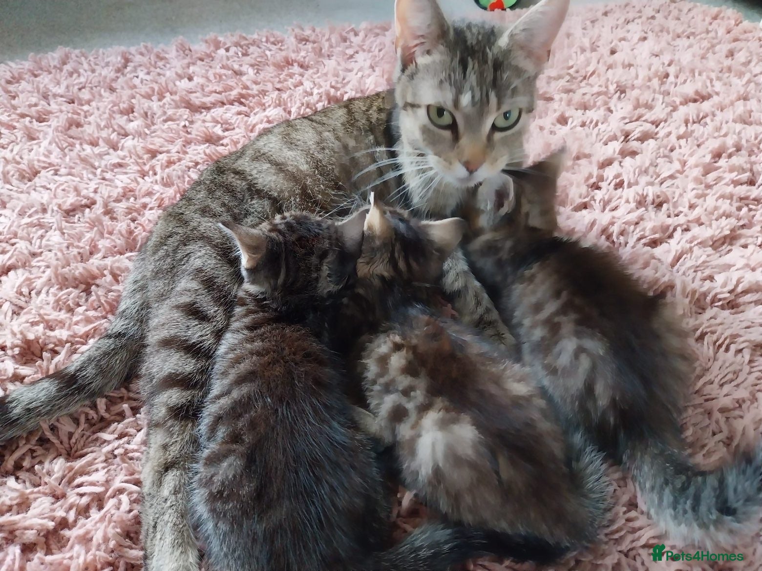 British Shorthair cats Beautiful tabby kittens looking for loving home - Advert 1